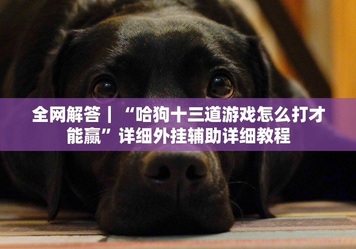 全网解答｜“哈狗十三道游戏怎么打才能赢”详细外挂辅助详细教程