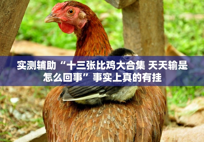 实测辅助“十三张比鸡大合集 天天输是怎么回事”事实上真的有挂