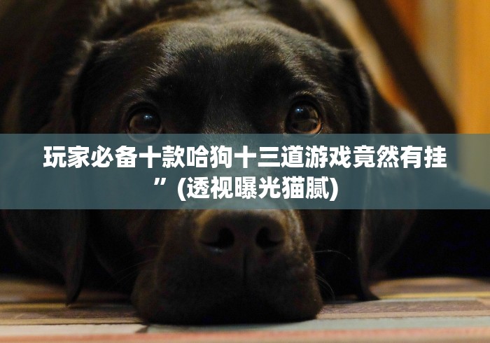 玩家必备十款哈狗十三道游戏竟然有挂”(透视曝光猫腻)