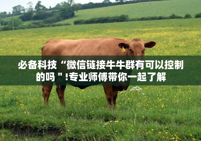 必备科技“微信链接牛牛群有可以控制的吗＂!专业师傅带你一起了解